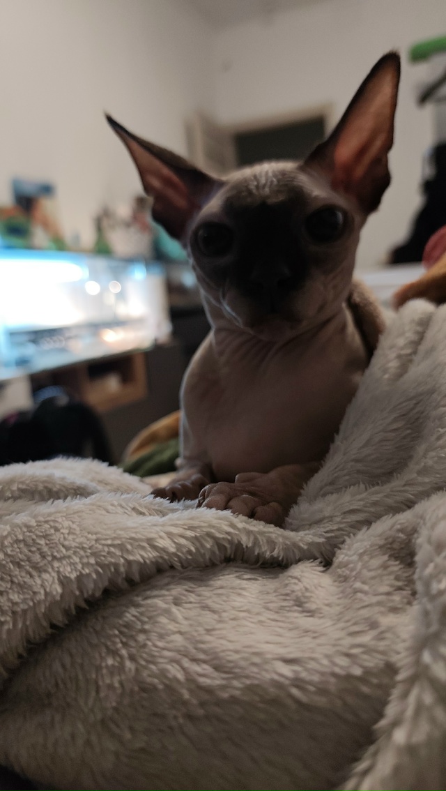 Копчёный нос Дементия в портретной съёмке 💓