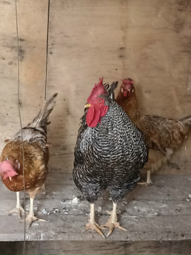 Срочно продам куриц, петуха, цыплят разных пород. Все в?...