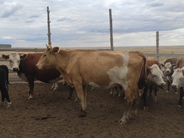 Продаются стельные коровы:
Симентальская 3г- 80т.
Белого...