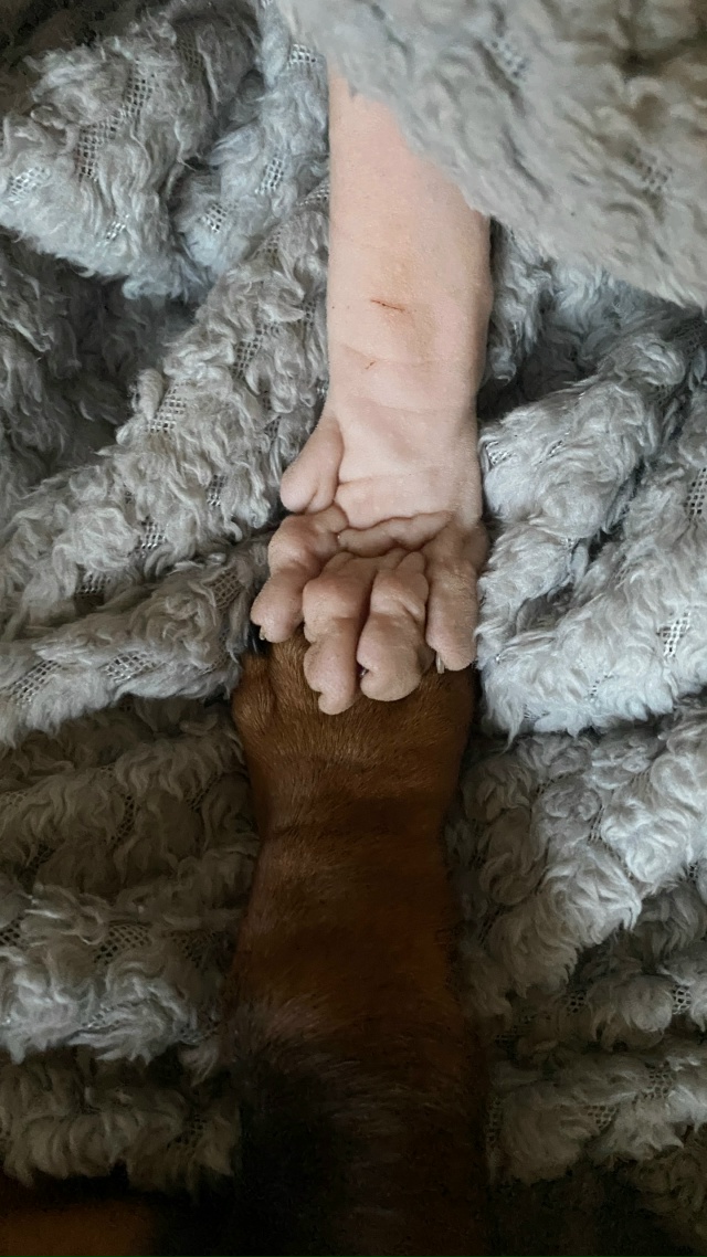 Истинная любовь между животными ❤️