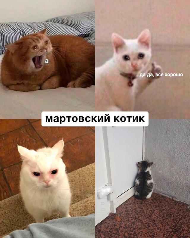 Российский астролог рассказал, какой вы… котик по месяцу рождения
Ищем себя, кидаем друзьям