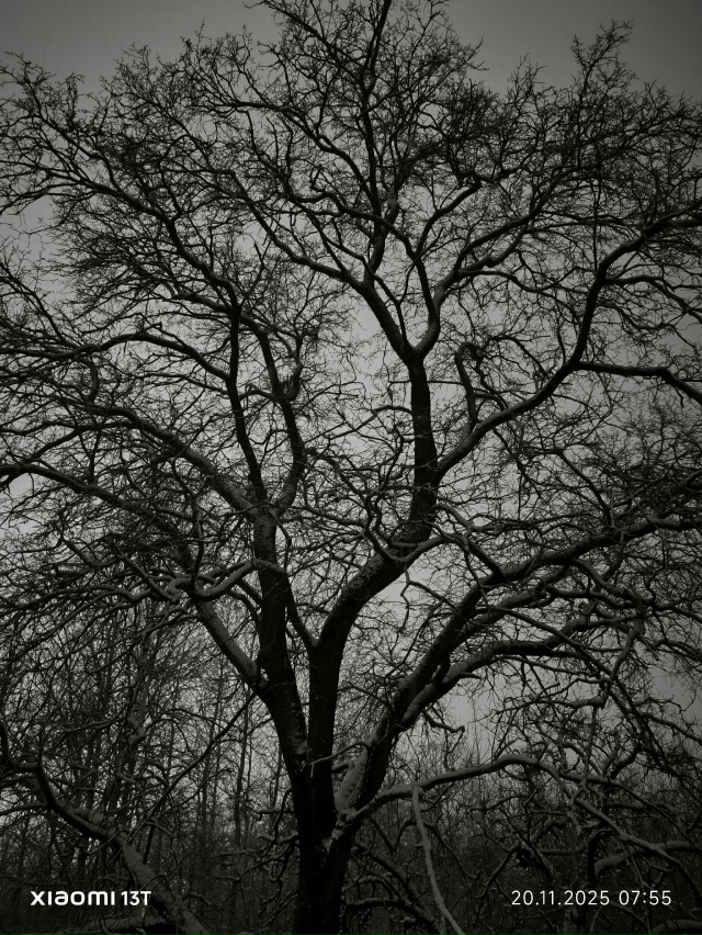 Кто узнает дереве, которому крупно повезло !????