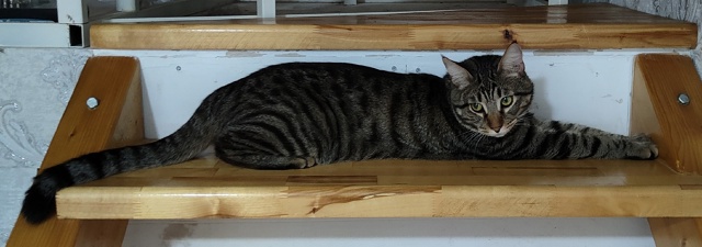 Ищем кота Потерялся в июле на второй заре ул. Солнечная...