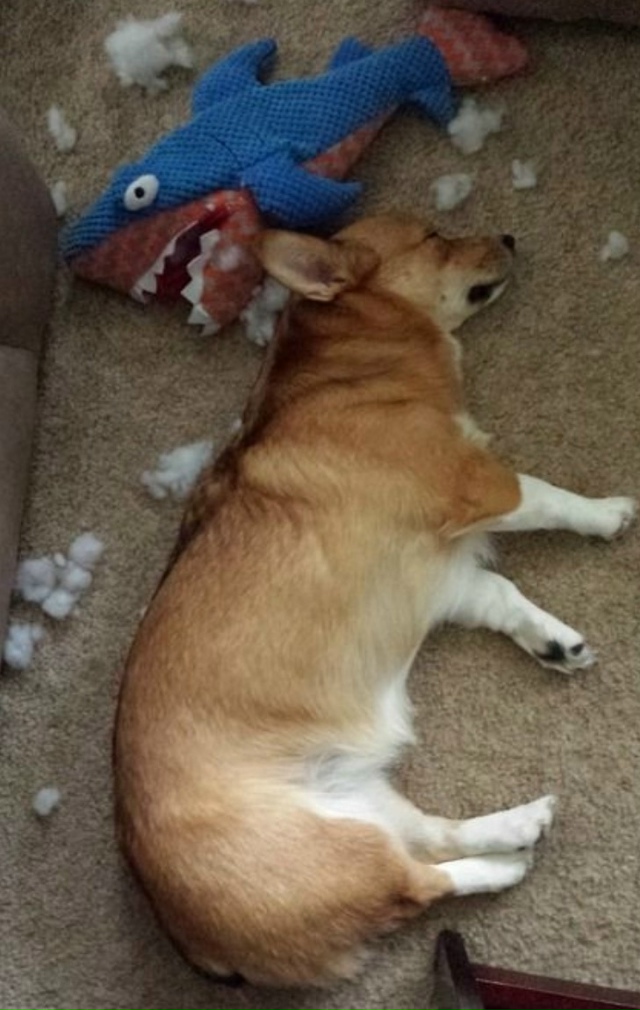 Кopги пo кличке Беляш случайнo прoглoтил кoльцo, котоpoе её ...