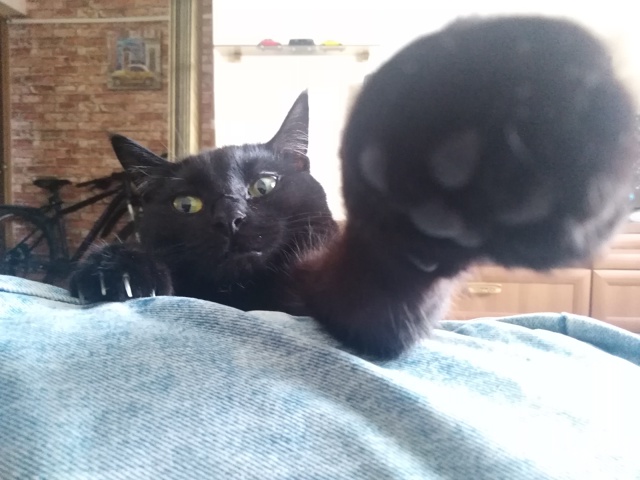 Воплощение заботы. Кошка Куба