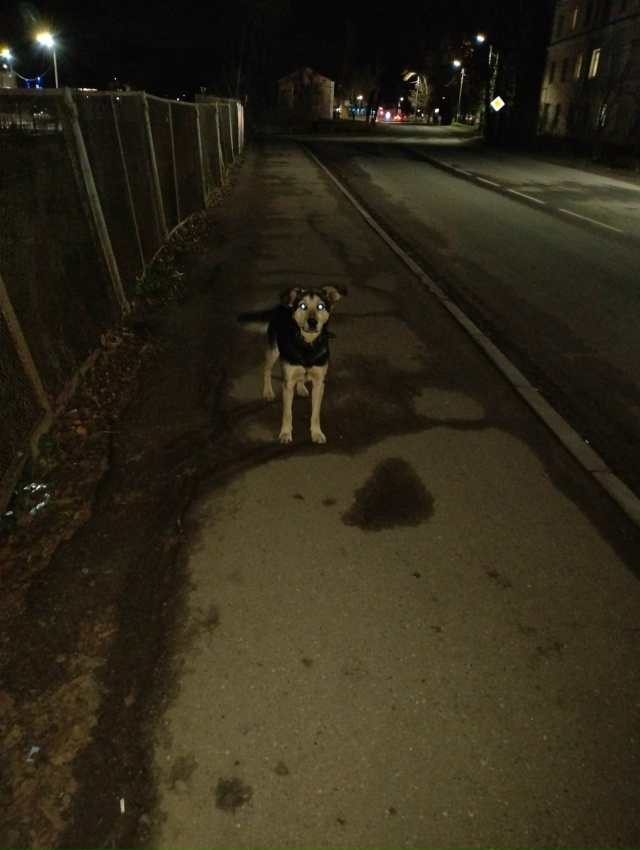 Чья собака, увязался за нами,сидит у нашего дома,с ошей?...