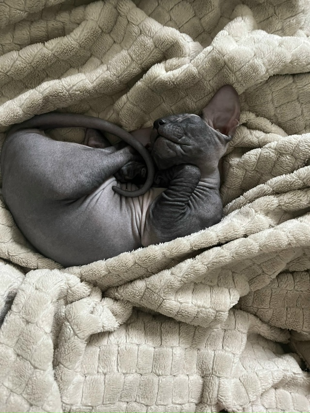 Молодая кошечка ищет котика для приятного времяпрепро...