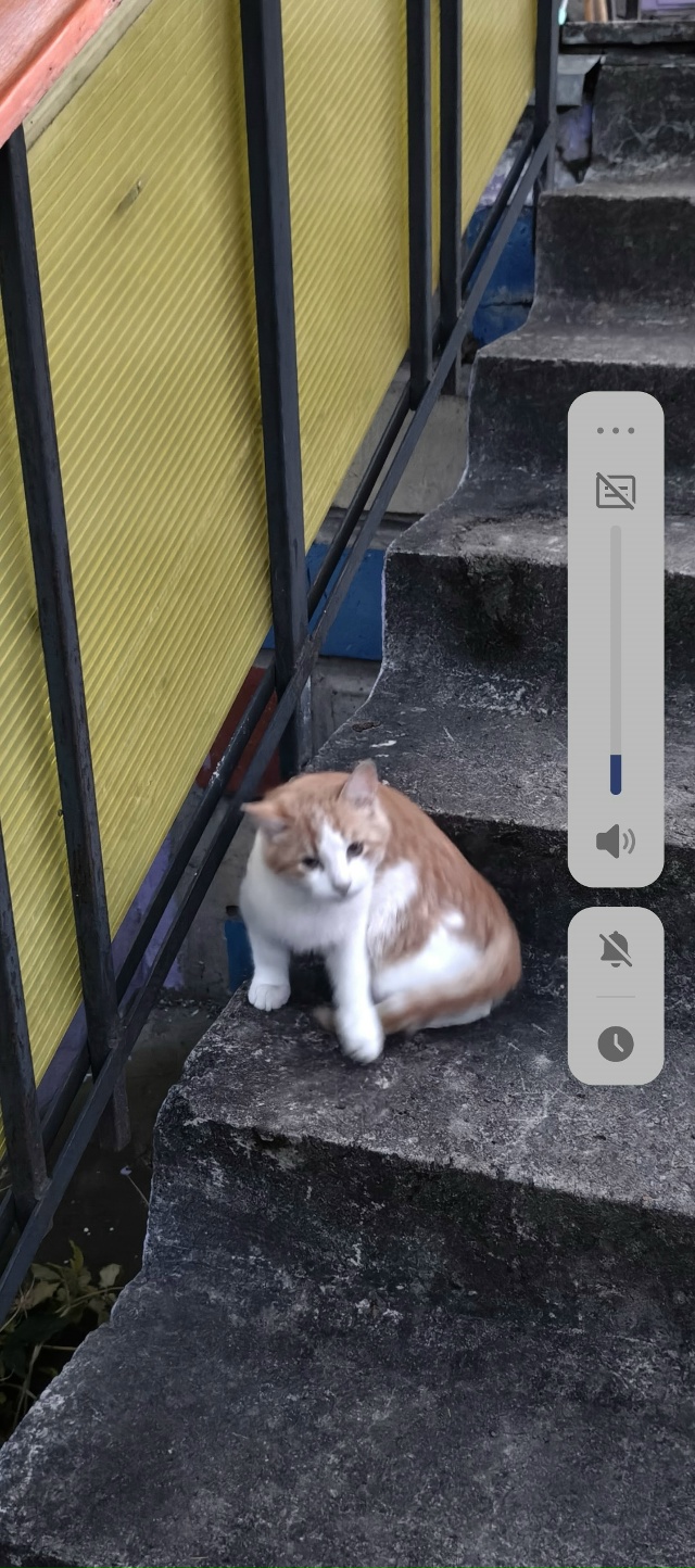 Добрый вечер‼‼
Пристраиваются два мальчика, три меся?...