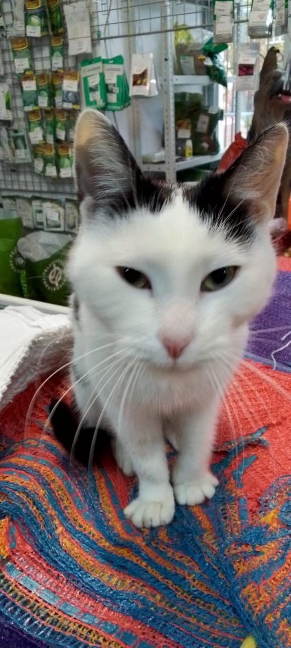 Кто кошку украл? Принесите назад , или скажите кто забр?...