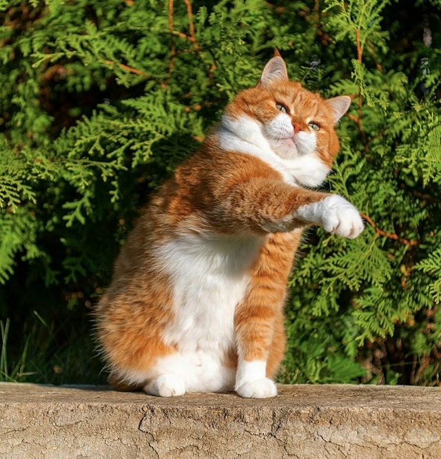 Котики - это не только мягкий мех, но и 3-4 килограмма фан...