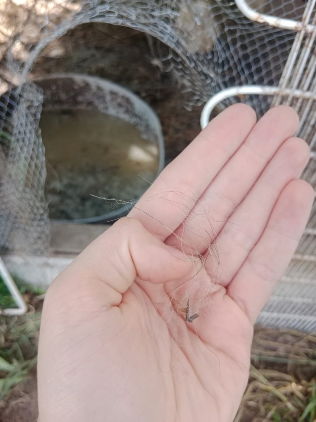 Ну кто там пел про то, что дикая стая собак в Горетово э?...