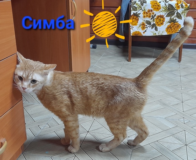 ☀️Солнечный котик ищет дом, чтоб подарить свою любовь...