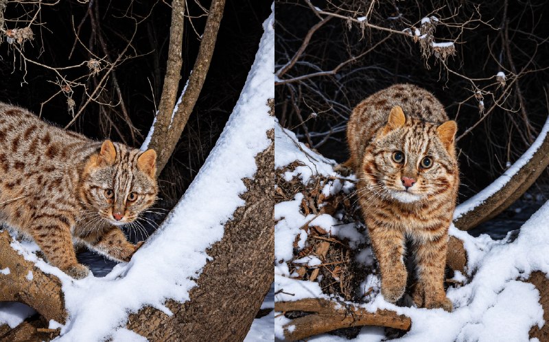 Знакомьтесь — это Амурский лесной кот — один из самых скрытных диких котов
Он обитает на Дальнем Во