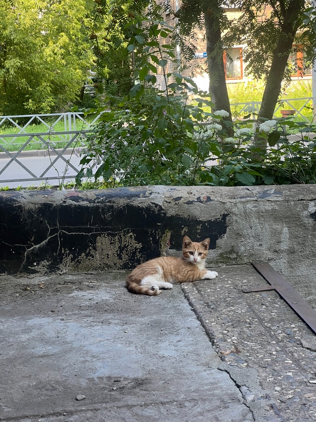Умоляю,отдельным постом
Крик души!Маленький котёноче?...
