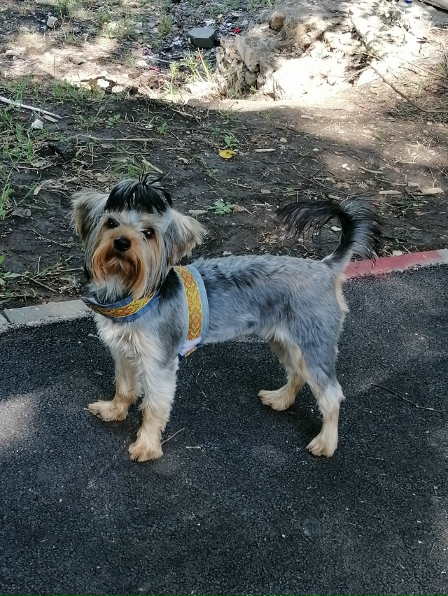 Помогите найти друга ??? Потерялся йокширский терь...