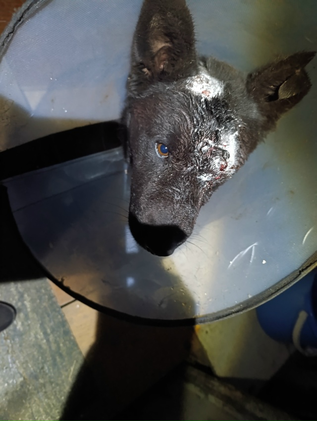 Собака, находящаяся на лечении у волонтёра - сбежала, к?...