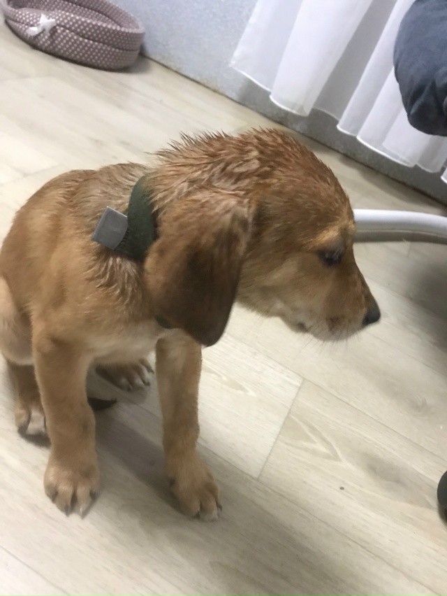 Найден щенок (кобель) с ошейником,в Октябке (Боровая ул....