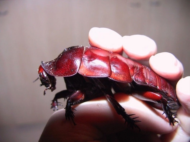 Таракан-носорог (Macropanesthia rhinoceros) – это самый большой пр?...