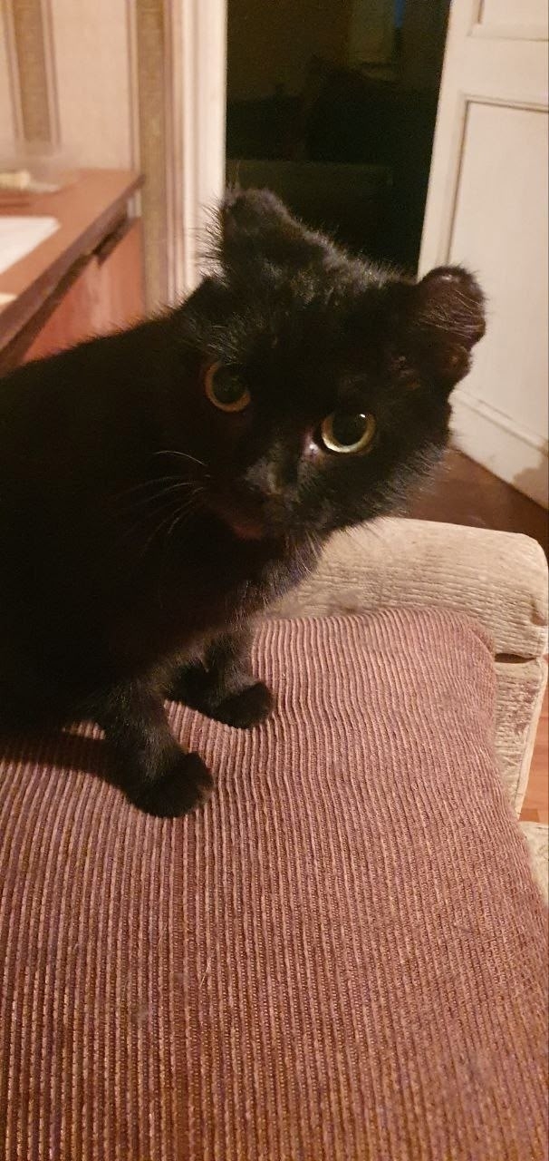 🦁Рубрика «Животные» #Животные@podslushanoperm
⠀
1) Котик окол...