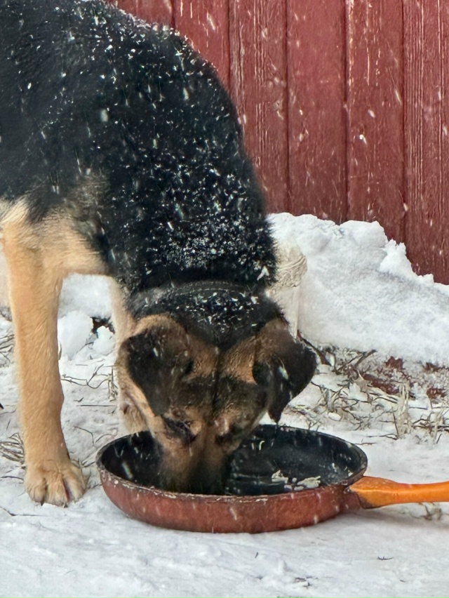 Чья собака потерялась ? Деревня Бараново