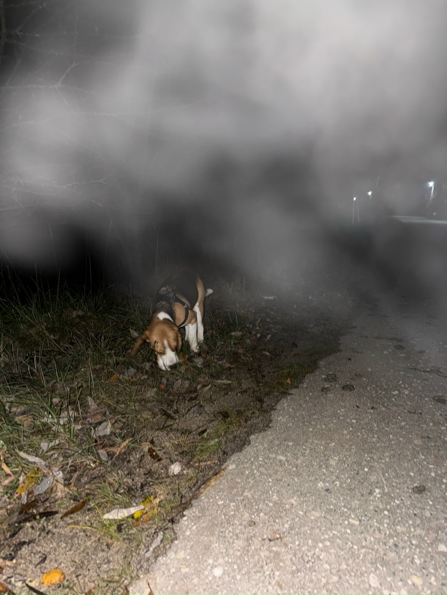 чья потеряшка? п. Бели