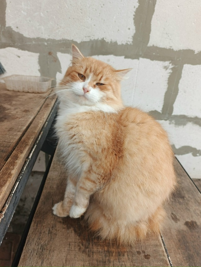 🙏🐱Пропал наш котик ,в районе водоканала. Может ребят?...