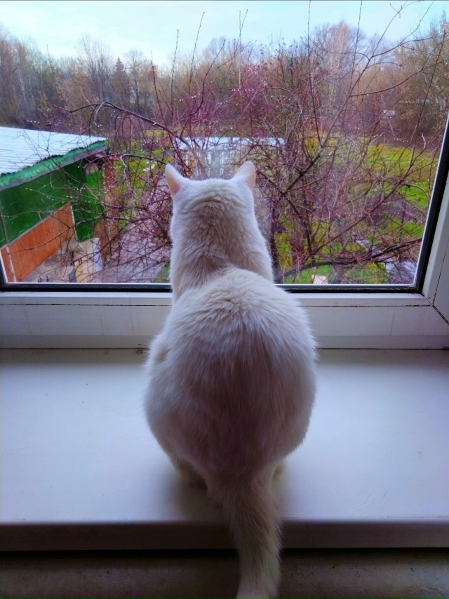 У котиков свой 