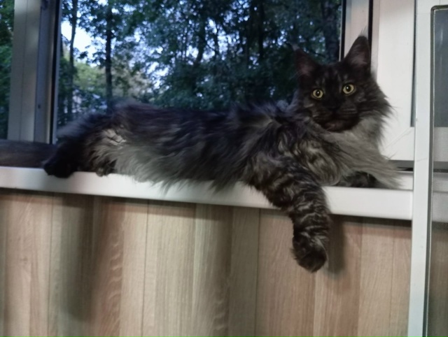 Пропал кот, мейн кун, окрас черно-белый дым. Сообщите по...