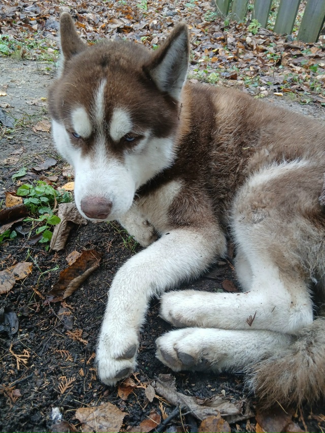 Собака пришла. Не уходит. Чья?