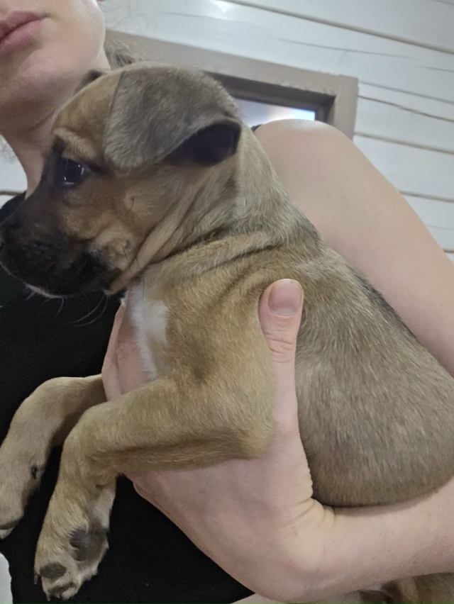 Малышка ищет дом.
На выходных малышей -5 щенков выброси?...