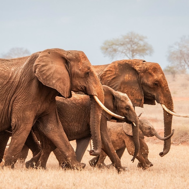 В Кении в саванне, недалеко от Найроби, есть особенное ?...