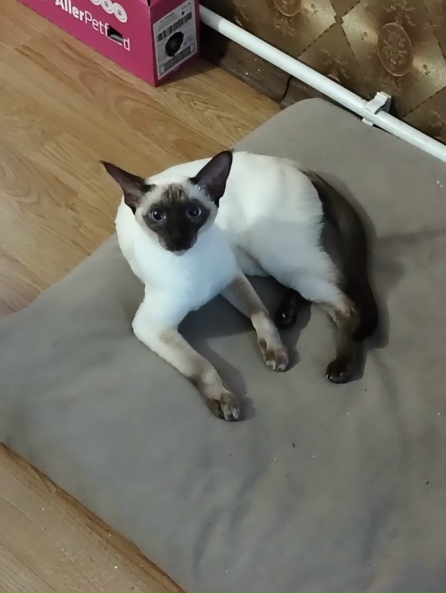 Ищем кота ориентальной породы в Отрадном для этой деву...