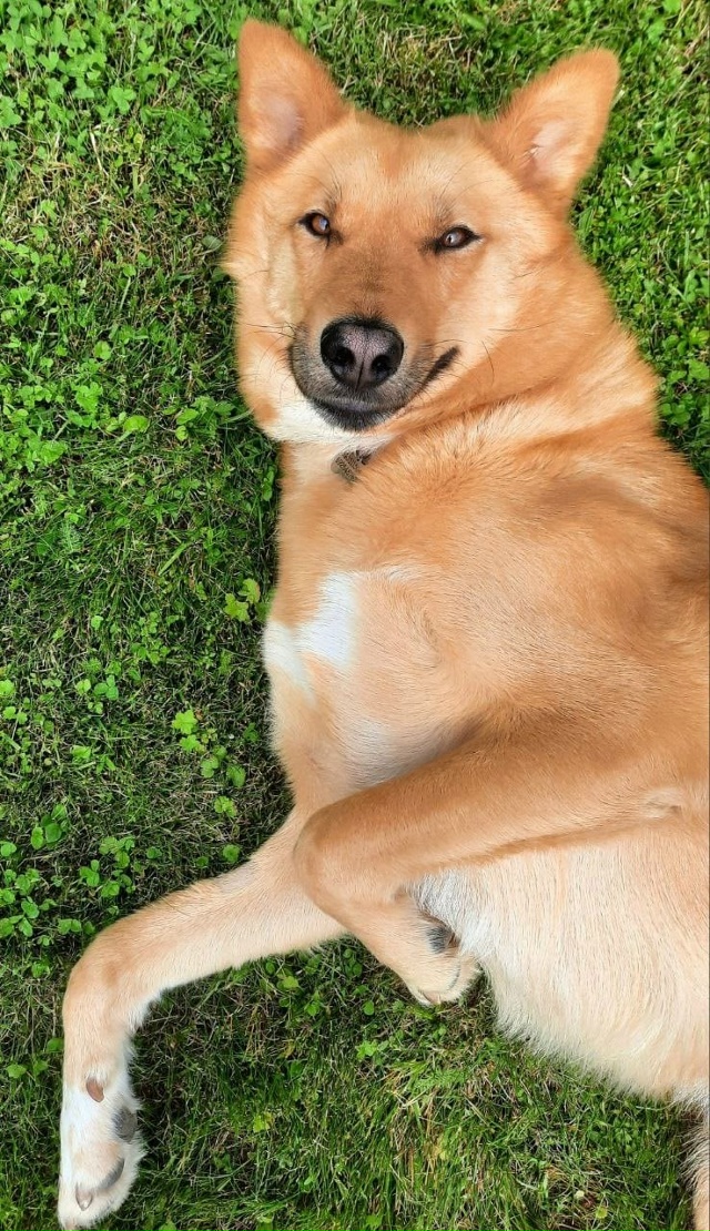 Знакомьтесь — Альф, солнечный пёс с большим сердцем в ?...