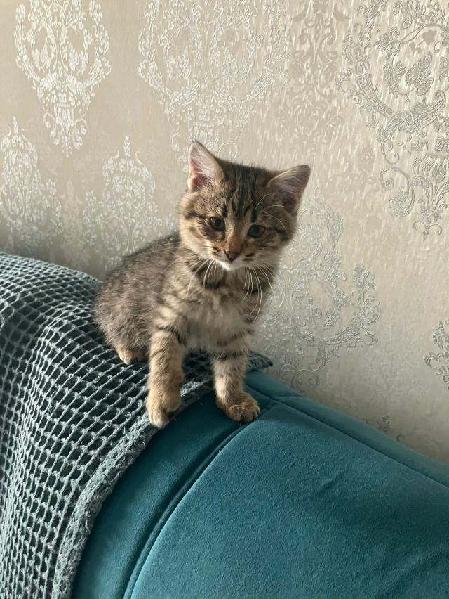 Предлагаю вашему вниманию крошку кошечку Карамелька,б...