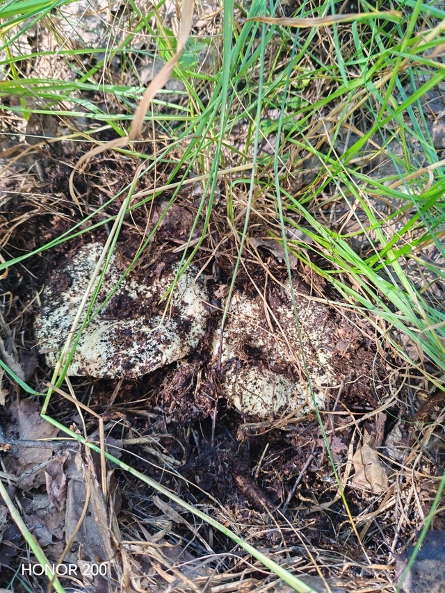 Груздевый cезон в Дуванском районе в самом pазгаре ?
М...