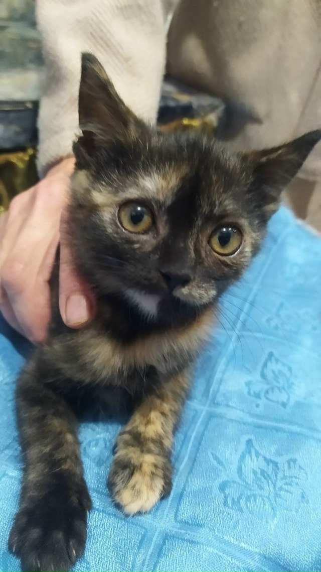 Здравствуйте. Ищет добрый и любящий дом замечательная ...