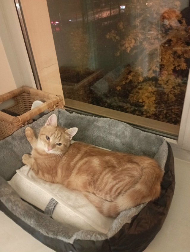 Сима- Серафима, кошечка из канавы, переехала в город. Те...