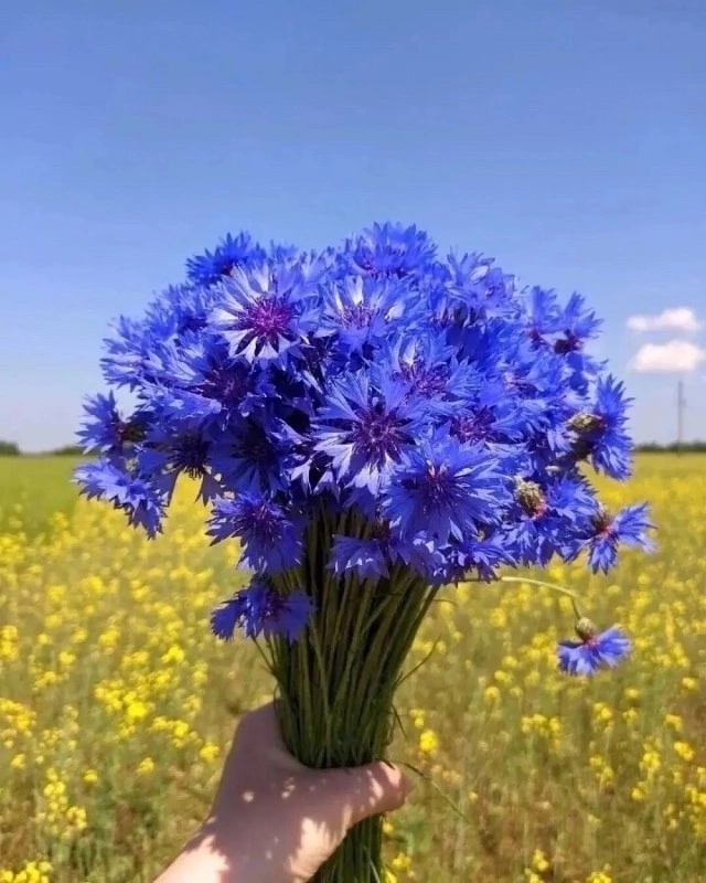 Как прекрасно смотрятся васильки в летние деньки 😍