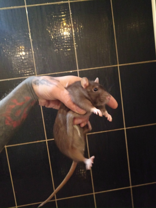 В связи с обстоятельствами вынужден отдать 4х крыс. Все...