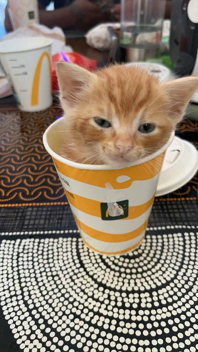 Один коттучино с собой, пожалуйста🥰