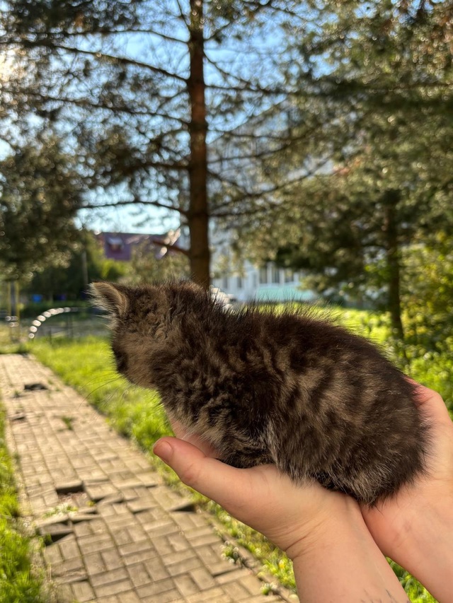 Кировск.
Малышке примерно 1 месяц, спокойный, ласковый ...