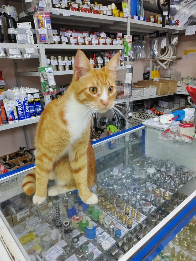 Может кто потерял, Комсомольская 60