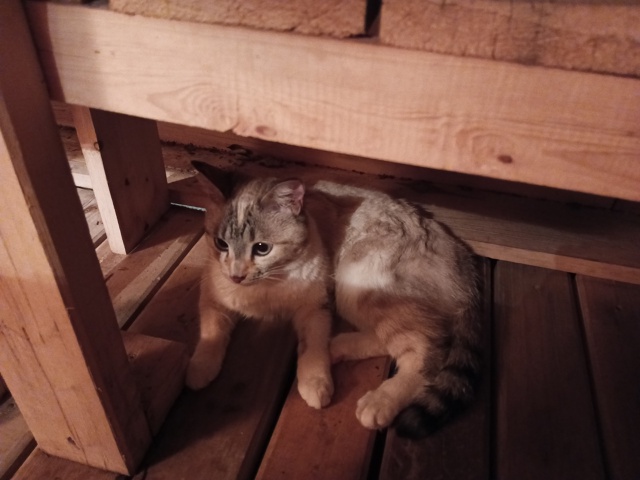 Пропала кошка в окрестности Зои Космодемьянской 53, мож...