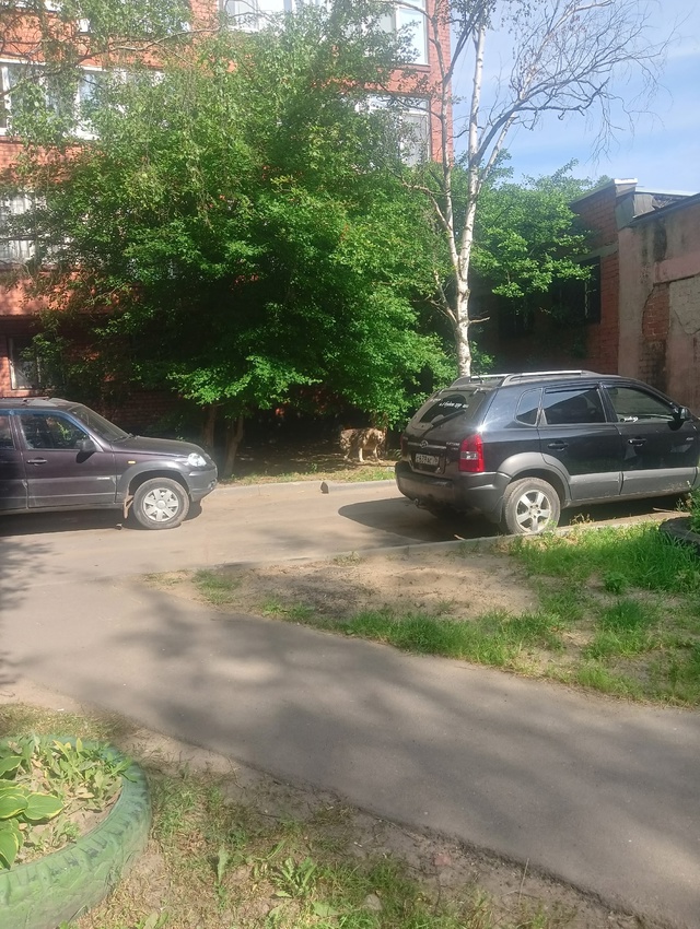 На Волгоградской привязали алабая, сидит так с ночи, хо...
