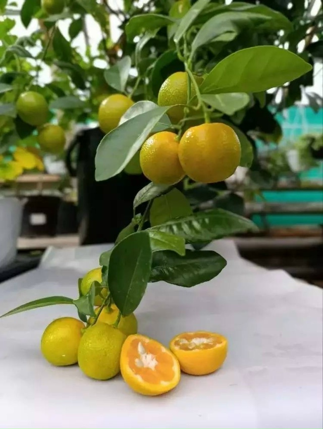 🍊 В Кировске — урожай кумквата!
В оранжерее Полярно-...