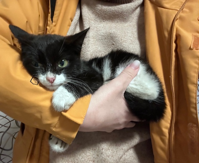 В районе зеленой рощи найден маленький котенок (2-3 меся...