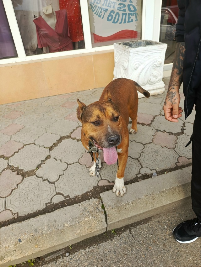 добрый день. чей пёсик гуляет на каротажке (апельсин). х...