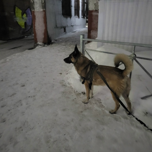 Погуляла с чьей-то собакой, хозяев не нашла.
Ленина 9
Ан...