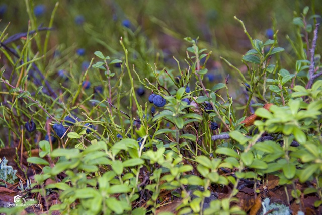 Как приятно в эту пору встретить лето!
[id67181780|Ирина Дуд?...