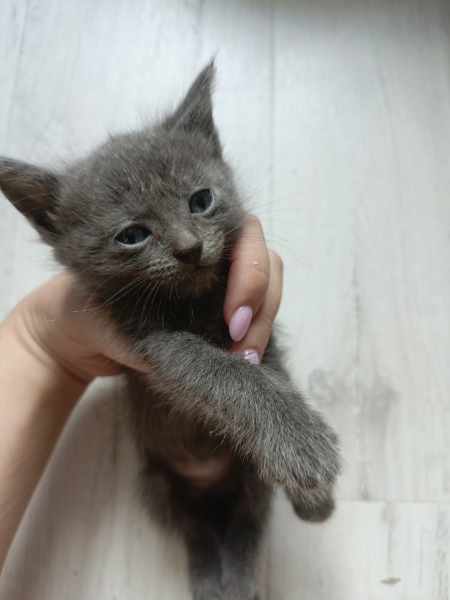 Котята в добрые руки, девочки, мальчики. Родились 21 июн?...